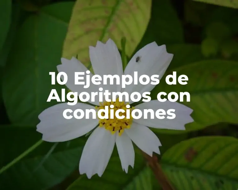 10 Ejemplos de Algoritmos con condiciones