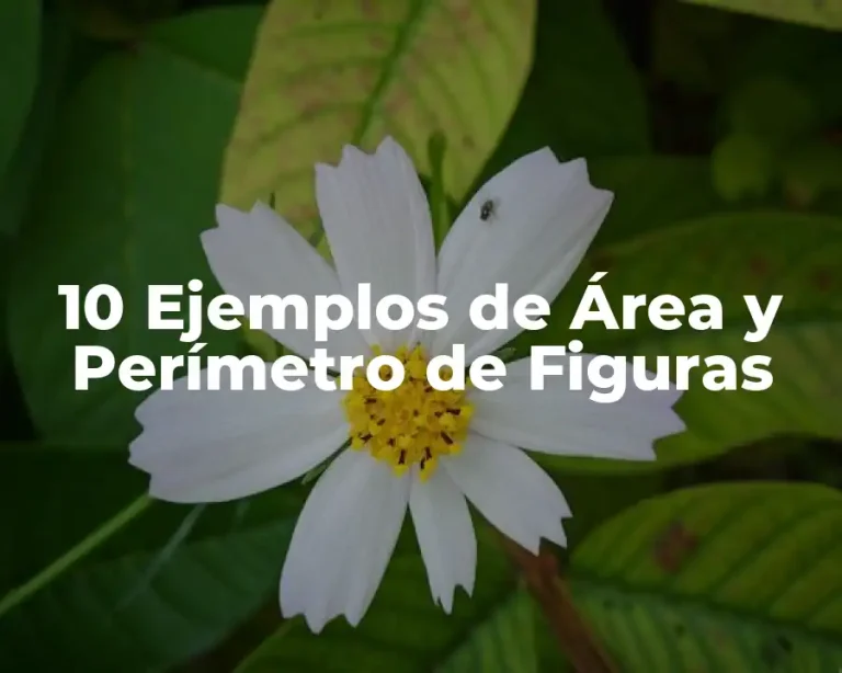 10 Ejemplos de Área y Perímetro de Figuras