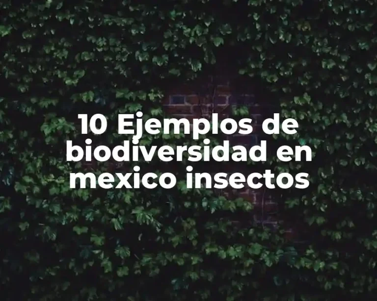 10 Ejemplos de biodiversidad en mexico insectos