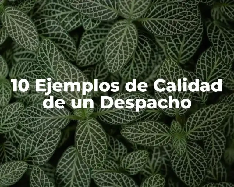 10 Ejemplos de Calidad de un Despacho