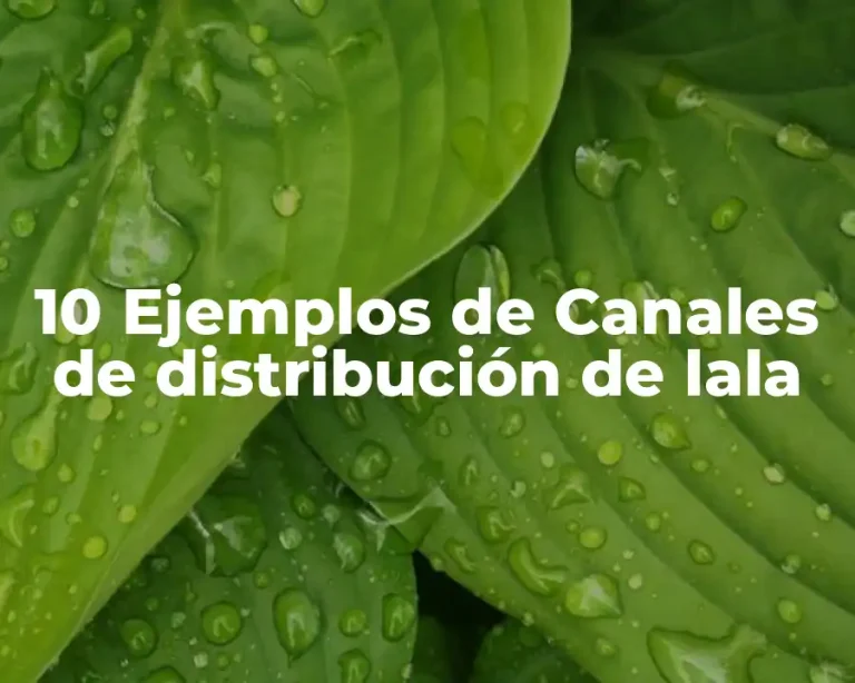 10 Ejemplos de Canales de distribución de lala