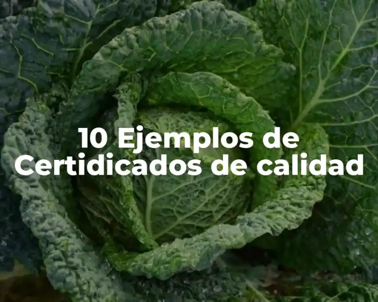 10 Ejemplos de Certidicados de calidad