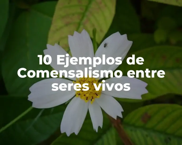 10 Ejemplos de Comensalismo entre seres vivos