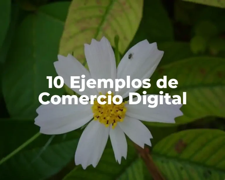 10 Ejemplos de Comercio Digital