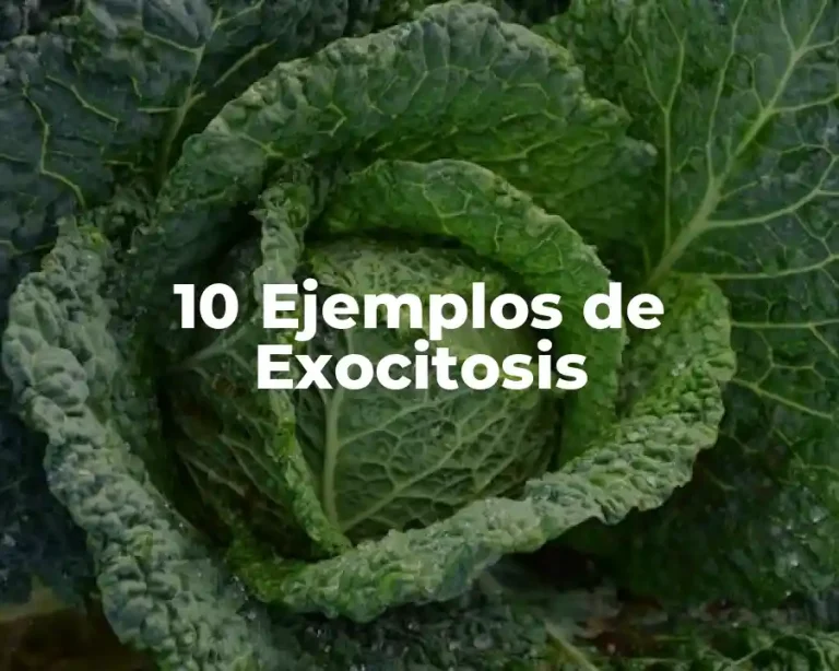 10 Ejemplos de Exocitosis