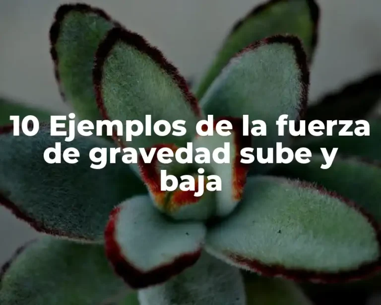 10 Ejemplos de la fuerza de gravedad sube y baja