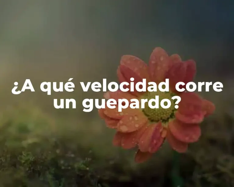 ¿A qué velocidad corre un guepardo?