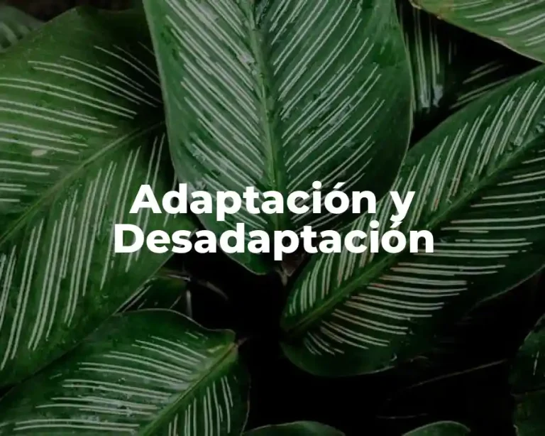Adaptación y Desadaptación