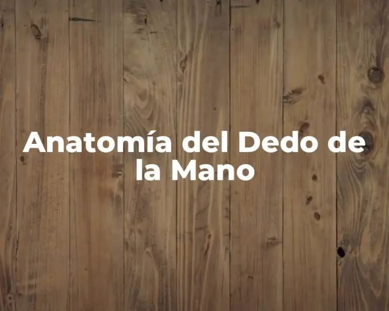 Anatomía del Dedo de la Mano