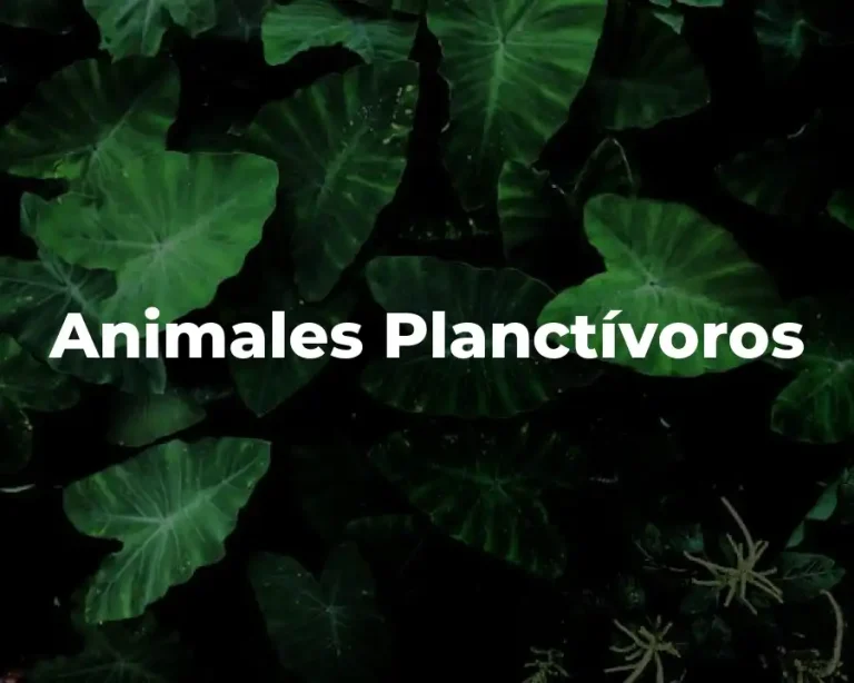 Animales Planctívoros