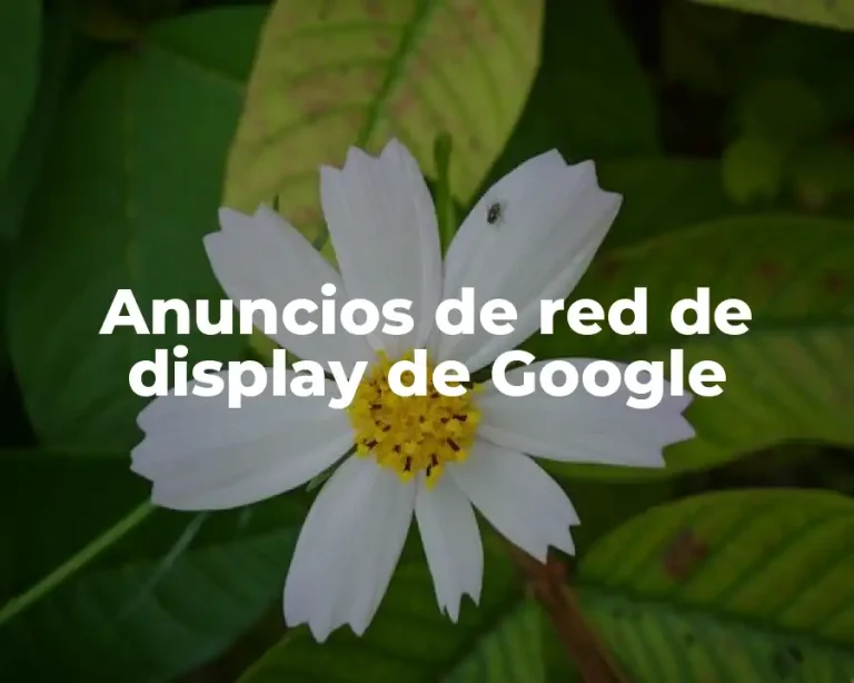 Anuncios de red de display de Google