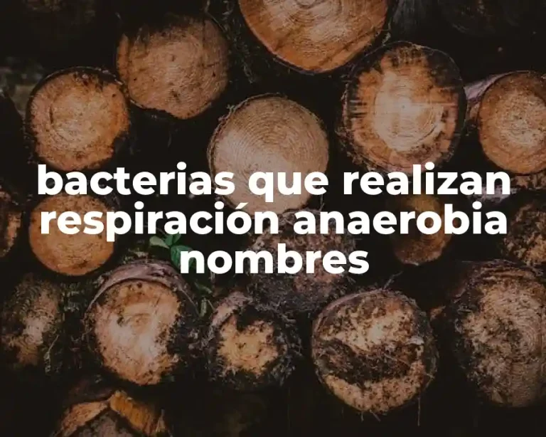bacterias que realizan respiración anaerobia nombres