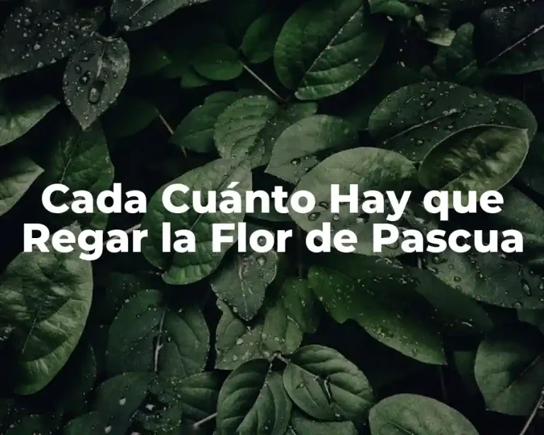 Cada Cuánto Hay que Regar la Flor de Pascua