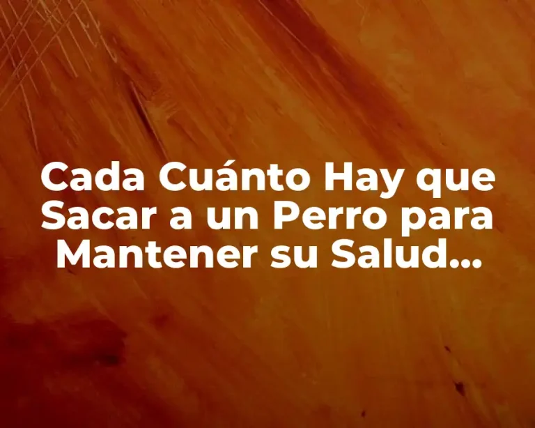 Cada Cuánto Hay que Sacar a un Perro para Mantener su Salud Física y Mental