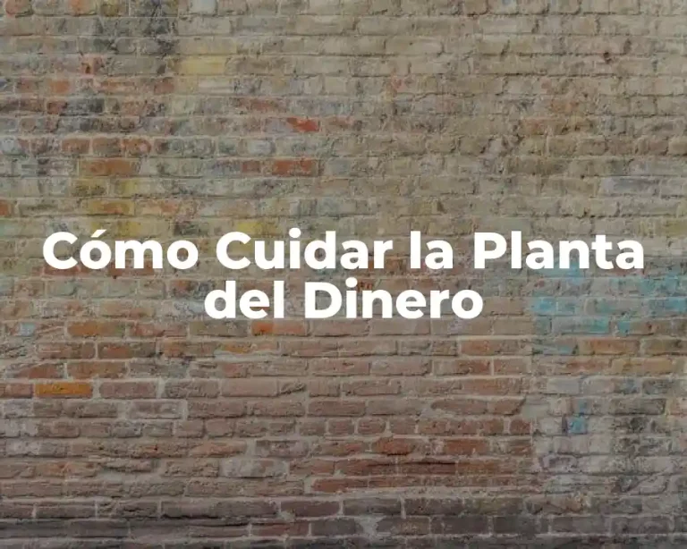 Cómo Cuidar la Planta del Dinero
