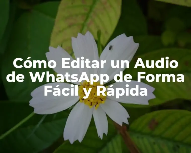 Cómo Editar un Audio de WhatsApp de Forma Fácil y Rápida