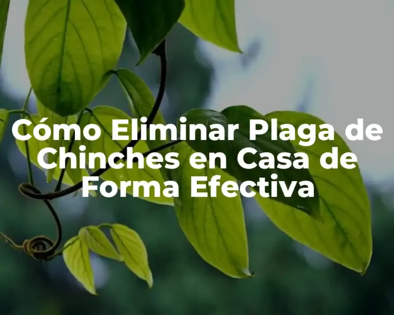 Cómo Eliminar Plaga de Chinches en Casa de Forma Efectiva