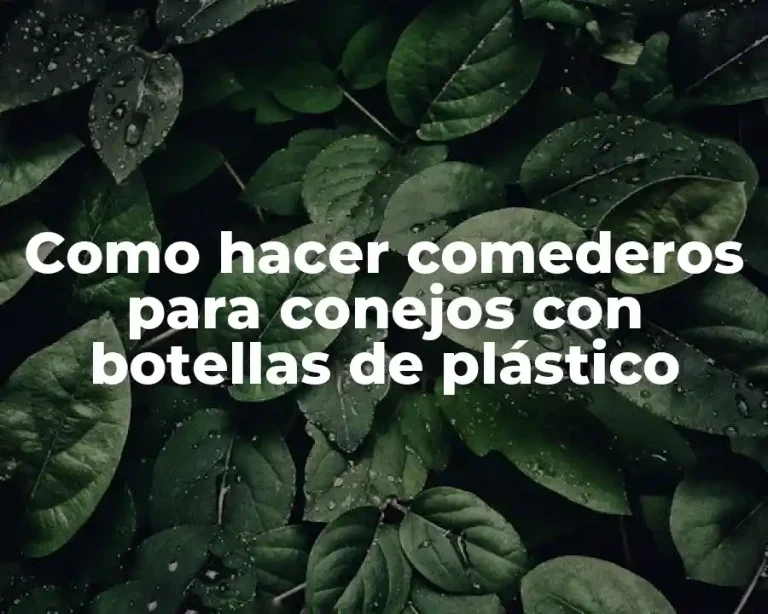 Como hacer comederos para conejos con botellas de plástico