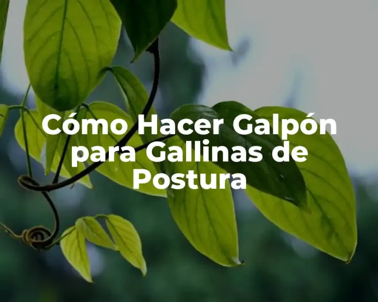 Cómo Hacer Galpón para Gallinas de Postura
