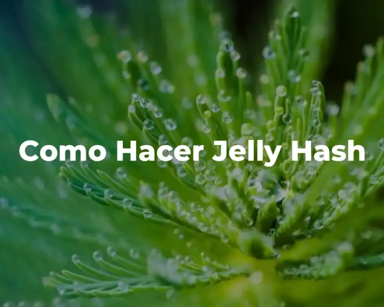 Como Hacer Jelly Hash
