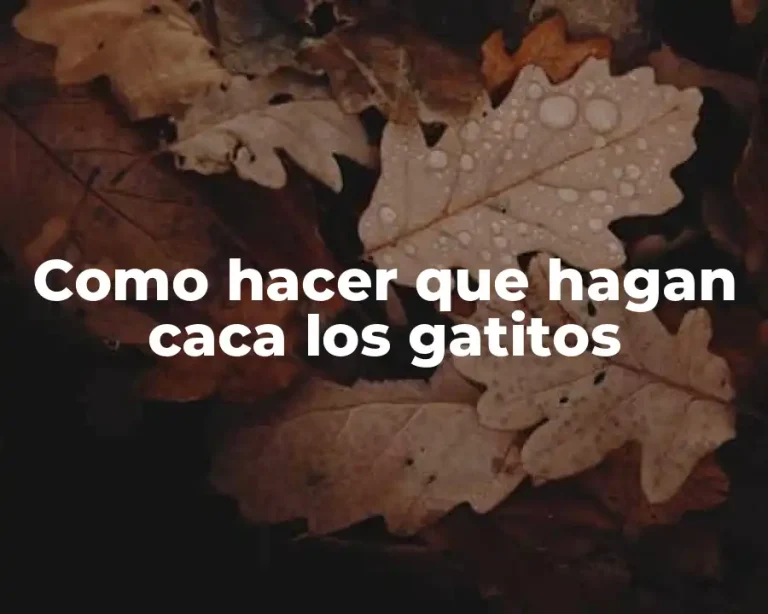 Como hacer que hagan caca los gatitos