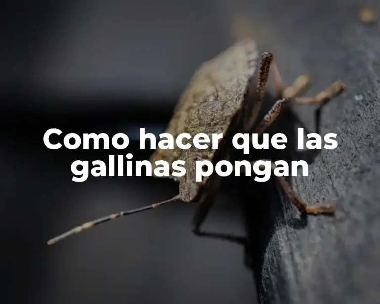 Como hacer que las gallinas pongan