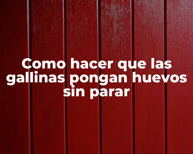 Como hacer que las gallinas pongan huevos sin parar