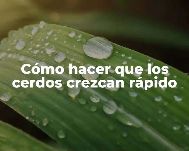 Cómo hacer que los cerdos crezcan rápido