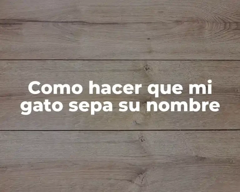 Como hacer que mi gato sepa su nombre