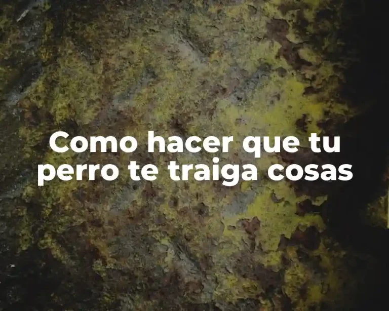 Como hacer que tu perro te traiga cosas