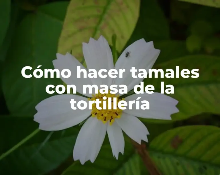 Cómo hacer tamales con masa de la tortillería