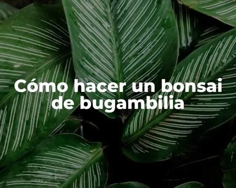 Cómo hacer un bonsai de bugambilia