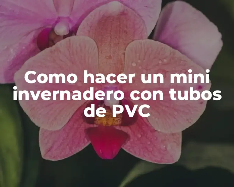 Como hacer un mini invernadero con tubos de PVC