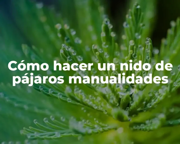Cómo hacer un nido de pájaros manualidades