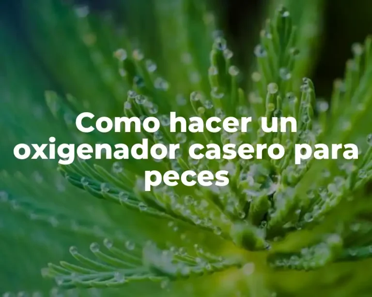 Como hacer un oxigenador casero para peces