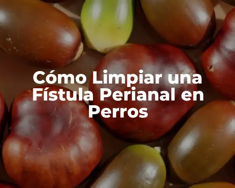 Cómo Limpiar una Fístula Perianal en Perros