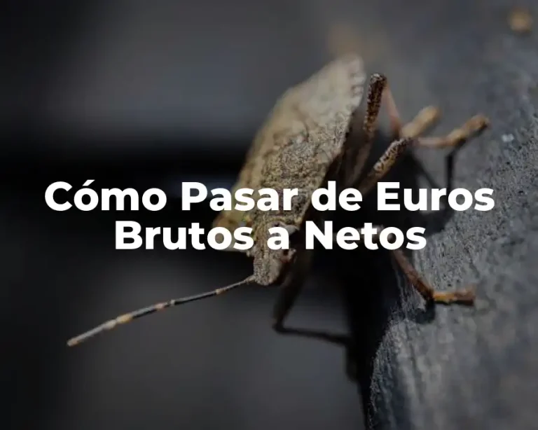 Cómo Pasar de Euros Brutos a Netos