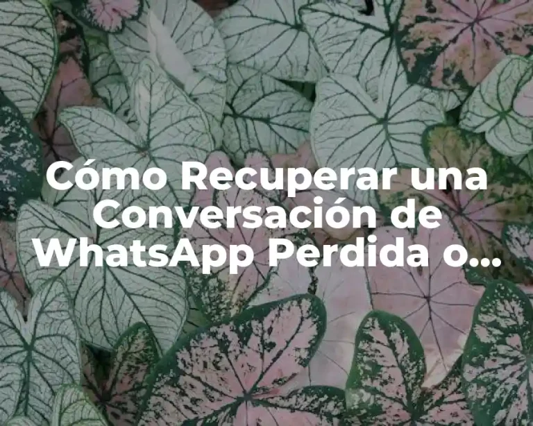 Cómo Recuperar una Conversación de WhatsApp Perdida o Borrada