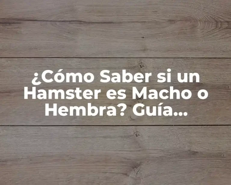 ¿Cómo Saber si un Hamster es Macho o Hembra? Guía Completa