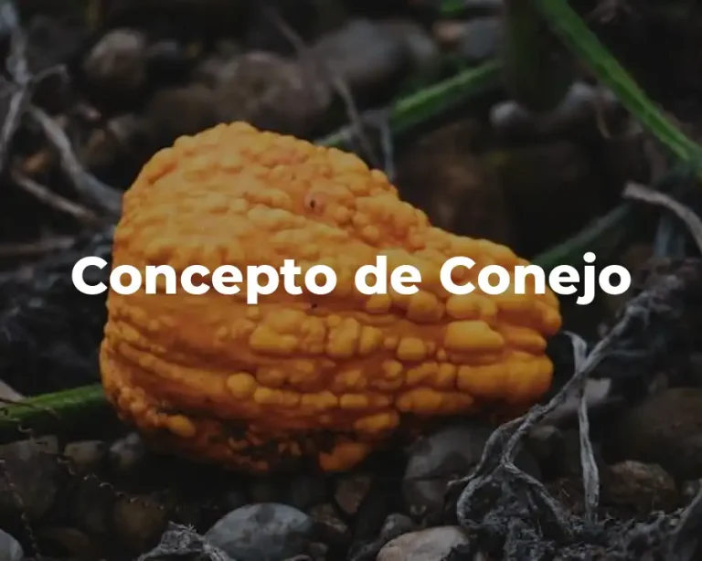Concepto de Conejo