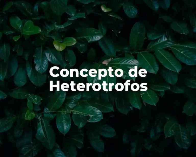 Concepto de Heterotrofos