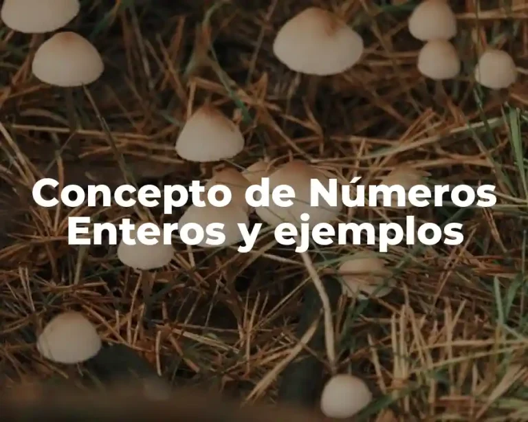 Concepto de Números Enteros y ejemplos