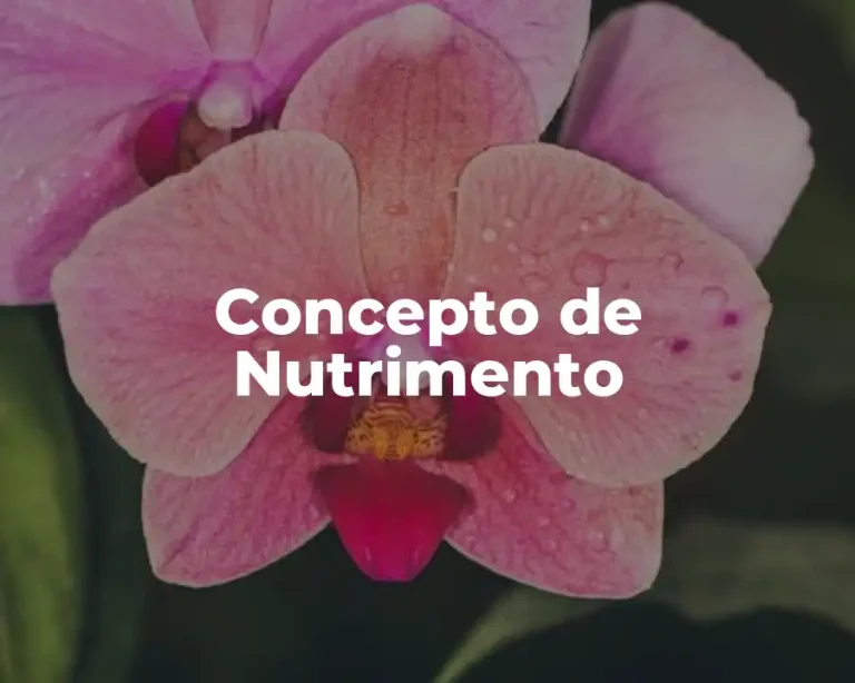 Concepto de Nutrimento
