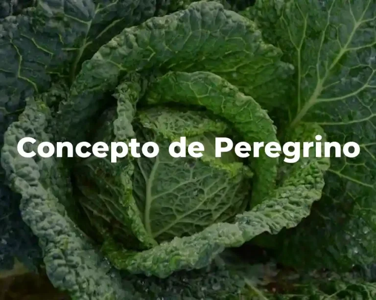 Concepto de Peregrino