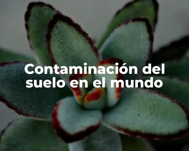 Contaminación del suelo en el mundo