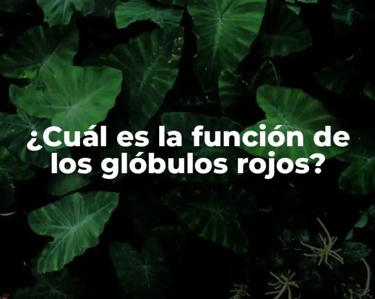 ¿Cuál es la función de los glóbulos rojos?