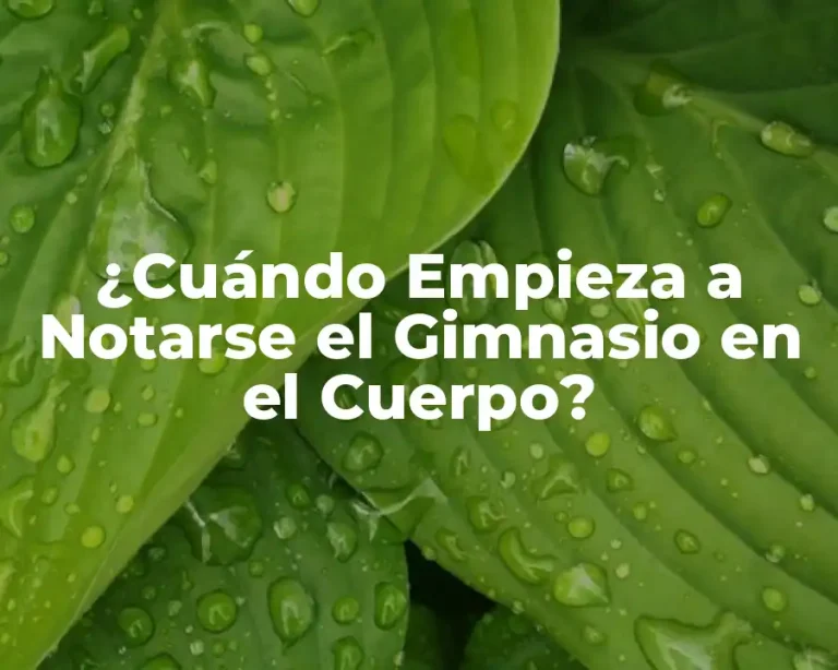 ¿Cuándo Empieza a Notarse el Gimnasio en el Cuerpo?