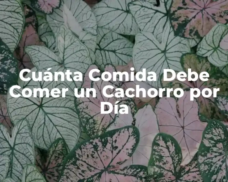 Cuánta Comida Debe Comer un Cachorro por Día