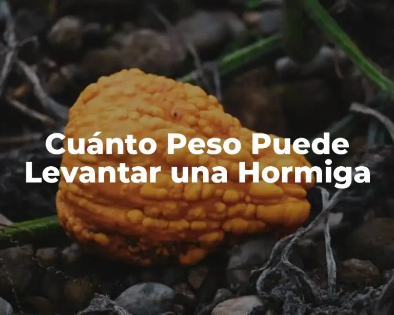 Cuánto Peso Puede Levantar una Hormiga