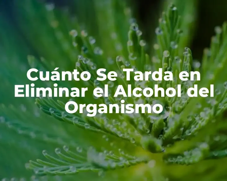 Cuánto Se Tarda en Eliminar el Alcohol del Organismo